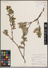 Foto von Salix discolor Muhl.